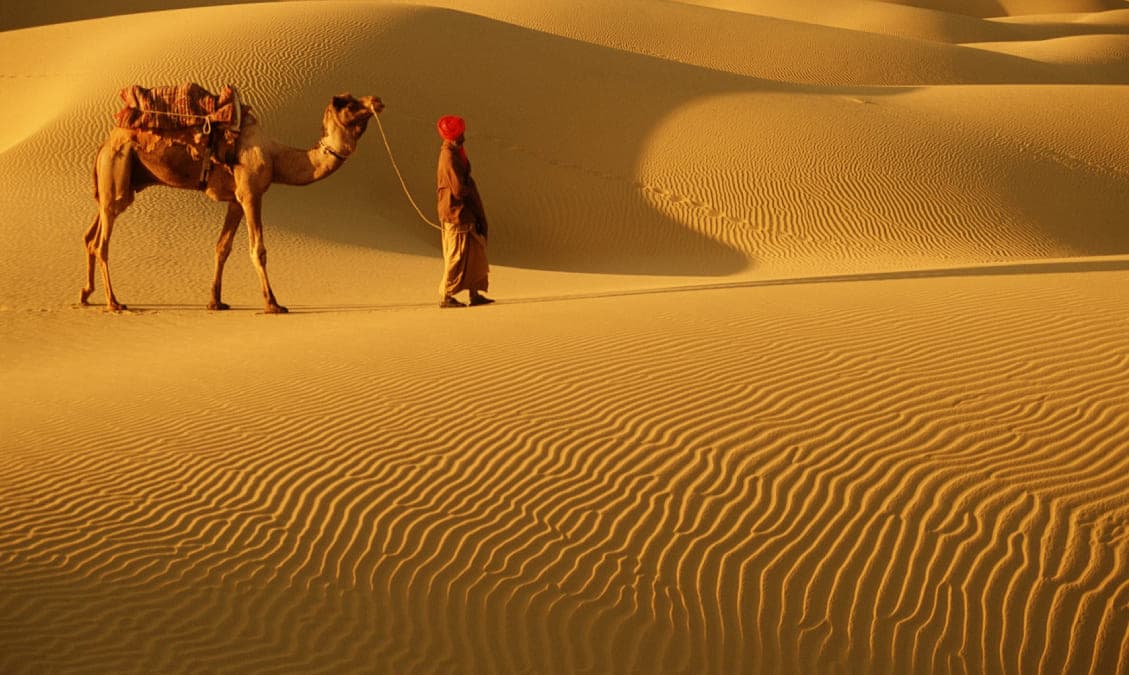 Camel Safari